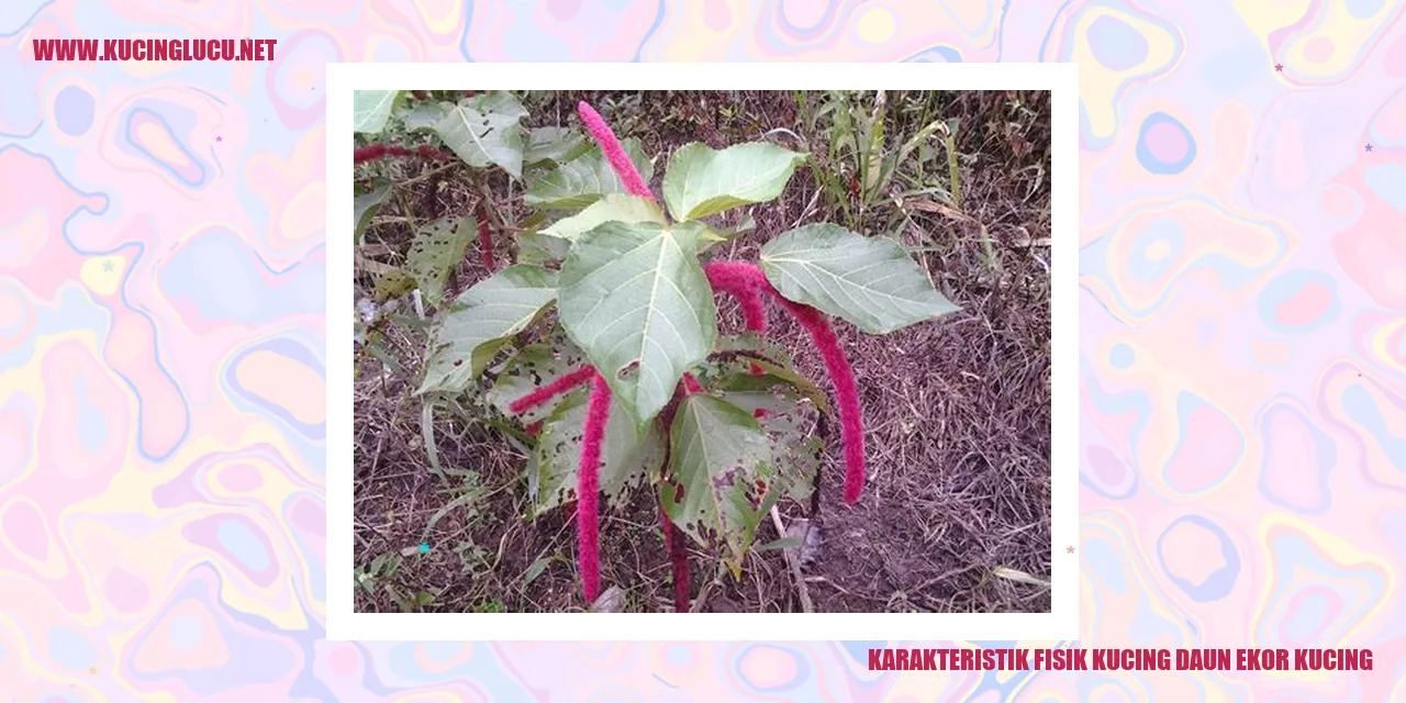 Karakteristik Fisik Kucing dan Ekor Kucing Daun