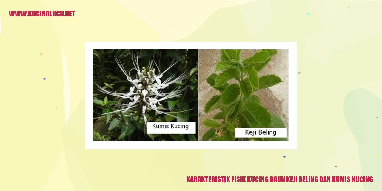 Karakteristik Fisik Kucing daun keji beling dan kumis kucing