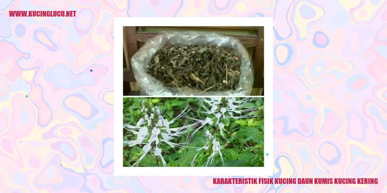 Karakteristik Fisik Kucing daun kumis kucing kering
