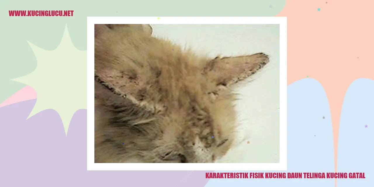 Gambar kucing dengan telinga mengalami gatal
