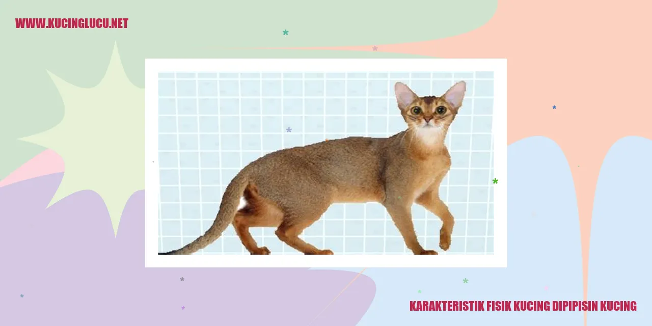 Karakteristik Fisik Kucing dipipisin kucing