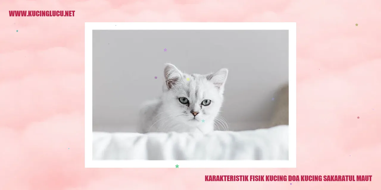 Karakteristik Fisik Kucing doa kucing sakaratul maut