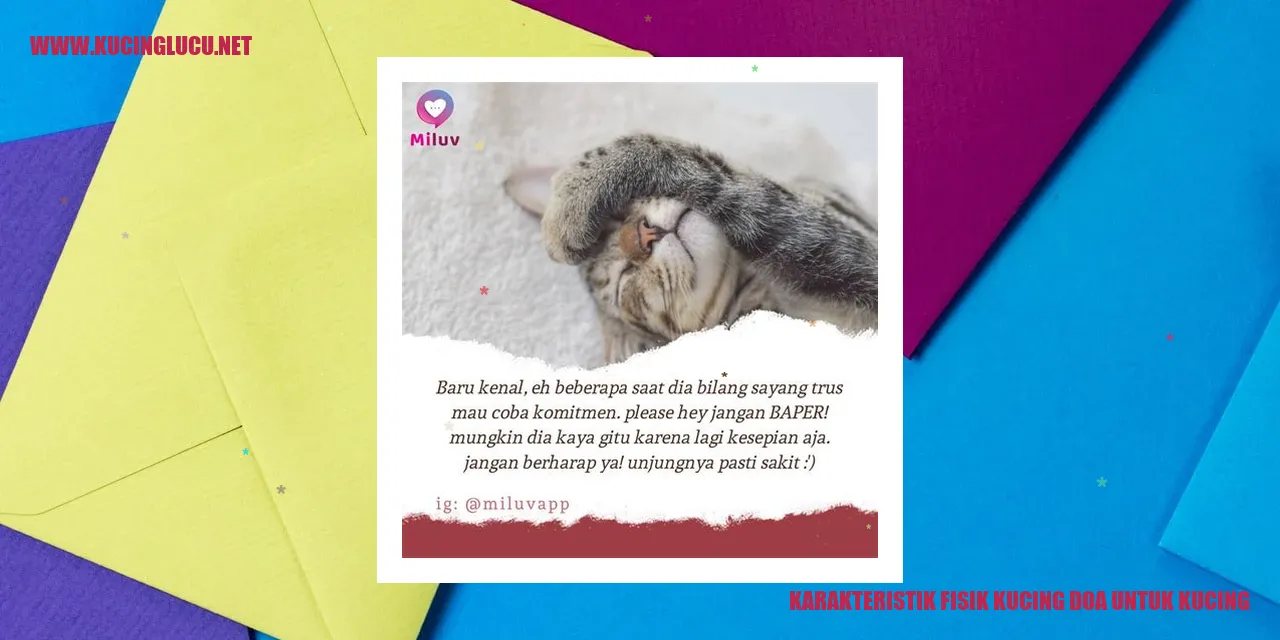 Kucing imut