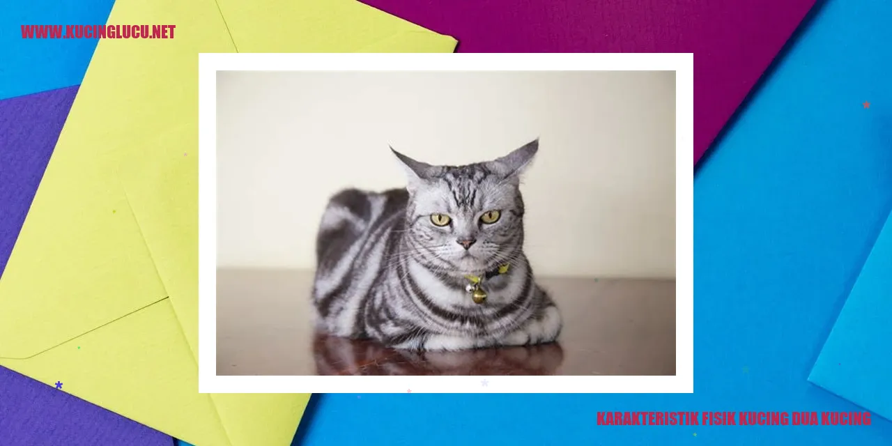 Karakteristik Fisik Kucing dua kucing