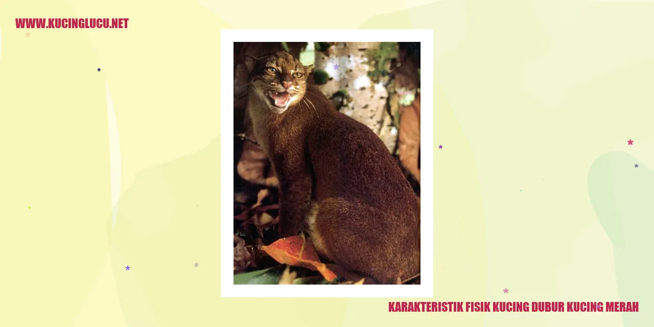 Karakteristik Fisik Kucing dubur kucing merah
