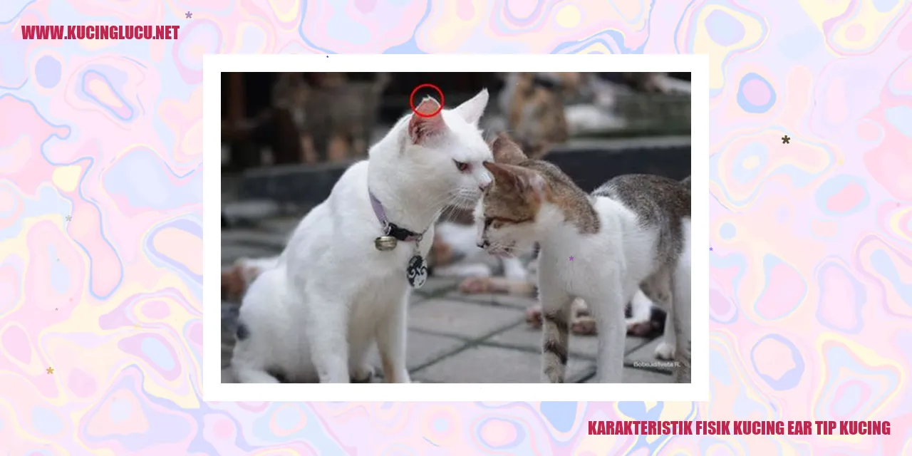 Gambar kucing ear tip