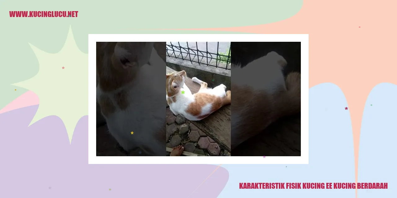 Karakteristik Fisik Kucing Berdarah
