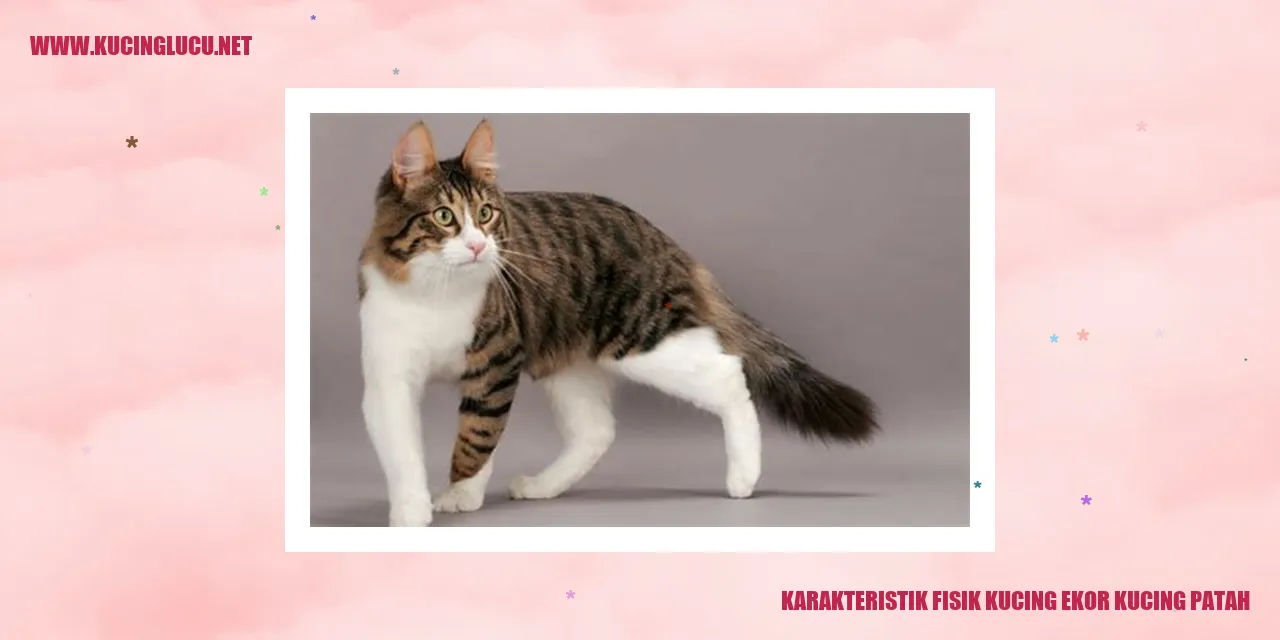 Gambar Kucing Ekor Kucing Patah