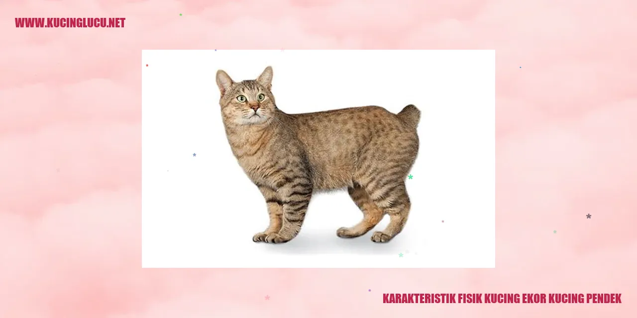 Karakteristik Fisik Kucing Ekor Pendek