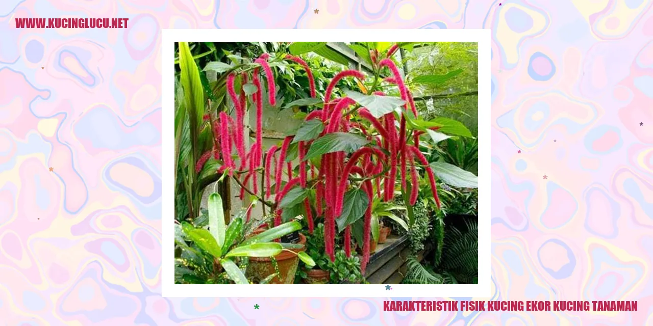 Karakteristik Fisik Kucing ekor kucing tanaman