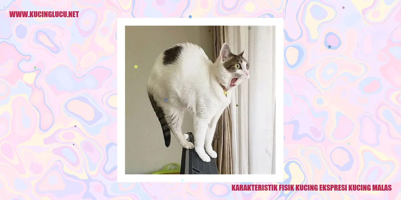 Kucing Malas
