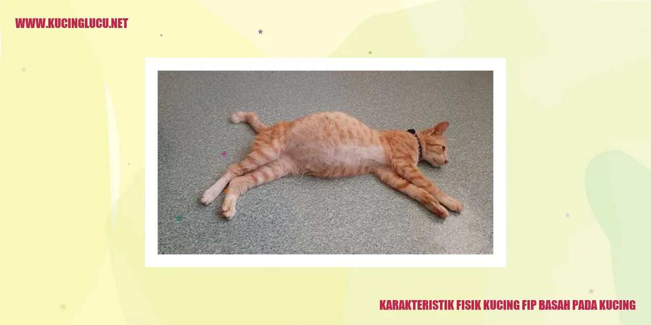 Gambar Kucing FIP Basah