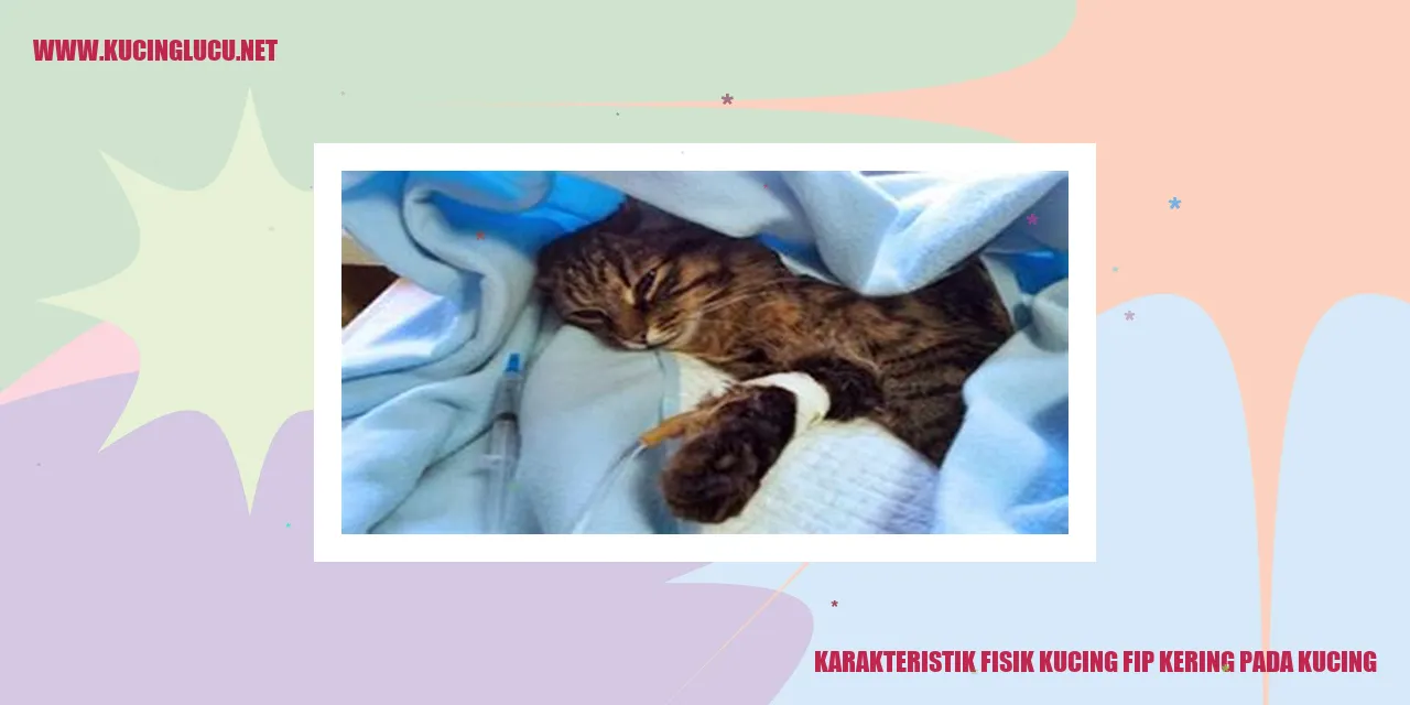 Gambar Kucing