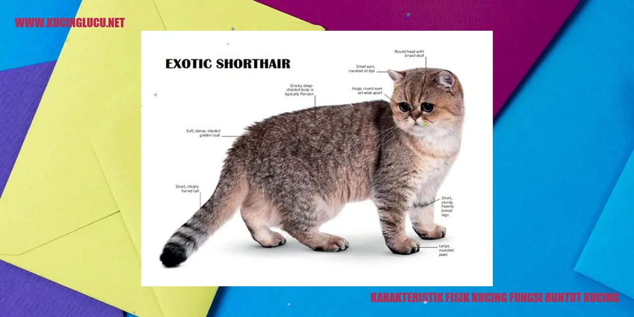 Gambar Kucing