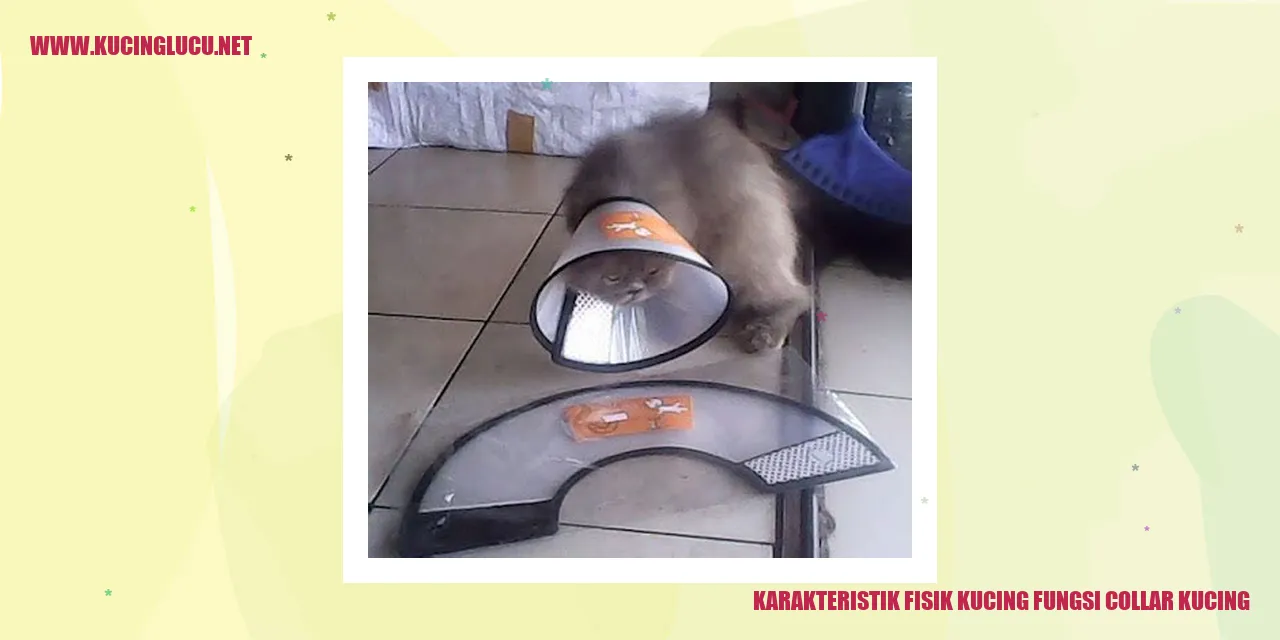 Gambar Kucing yang Menarik