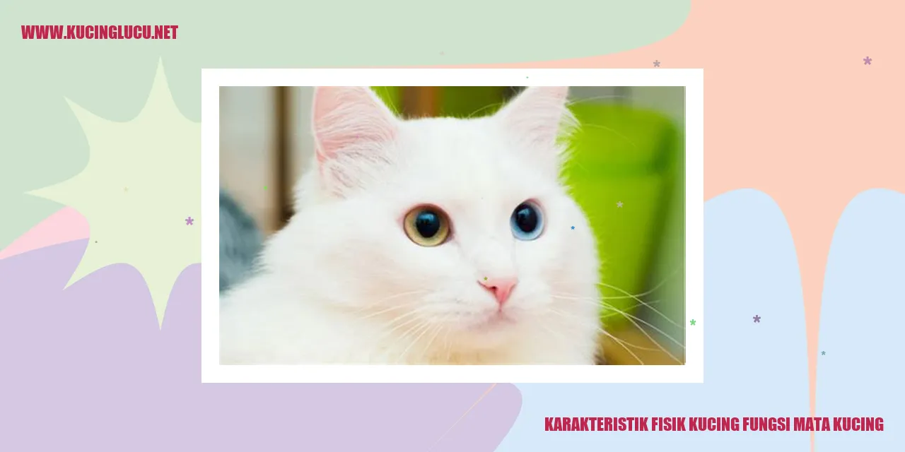 Gambar Kucing