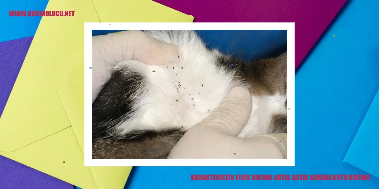 Kucing dengan gatal-gatal akibat kutu kucing