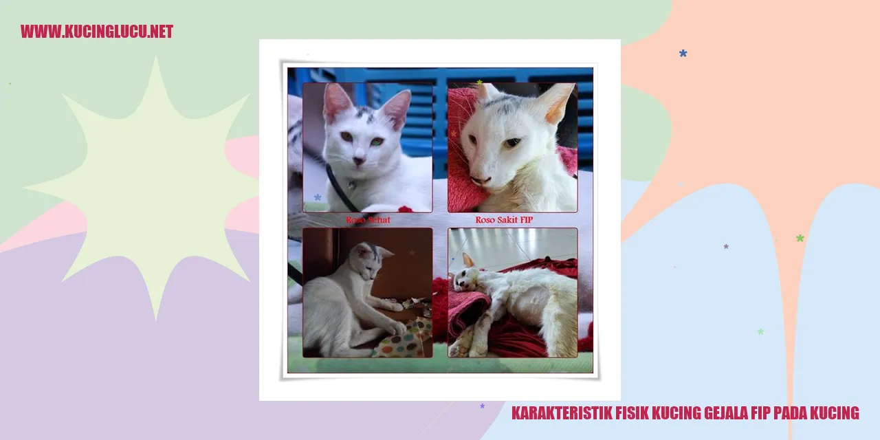 Karakteristik Fisik Kucing dan Gejala FIP pada Kucing