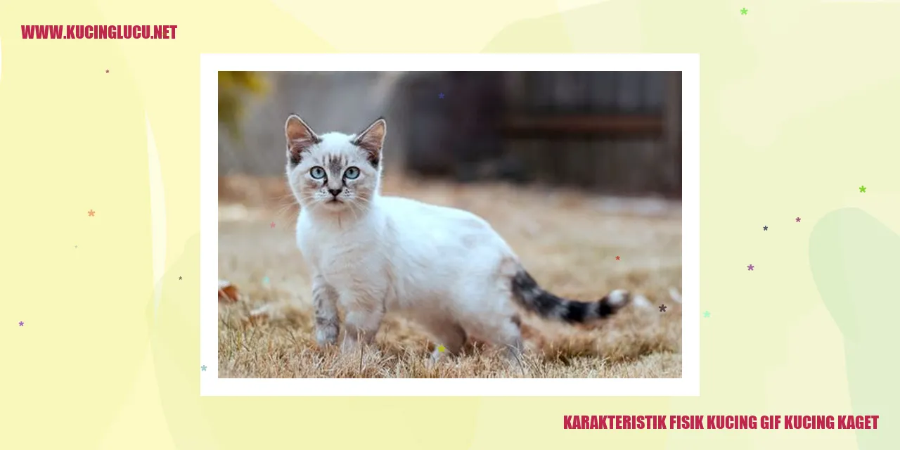Kucing lucu terkejut