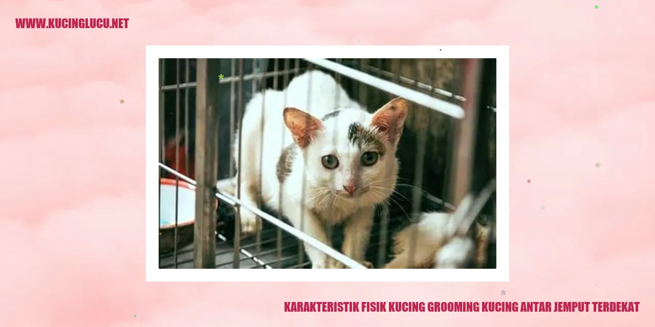 Karakteristik Fisik Kucing grooming kucing antar jemput terdekat