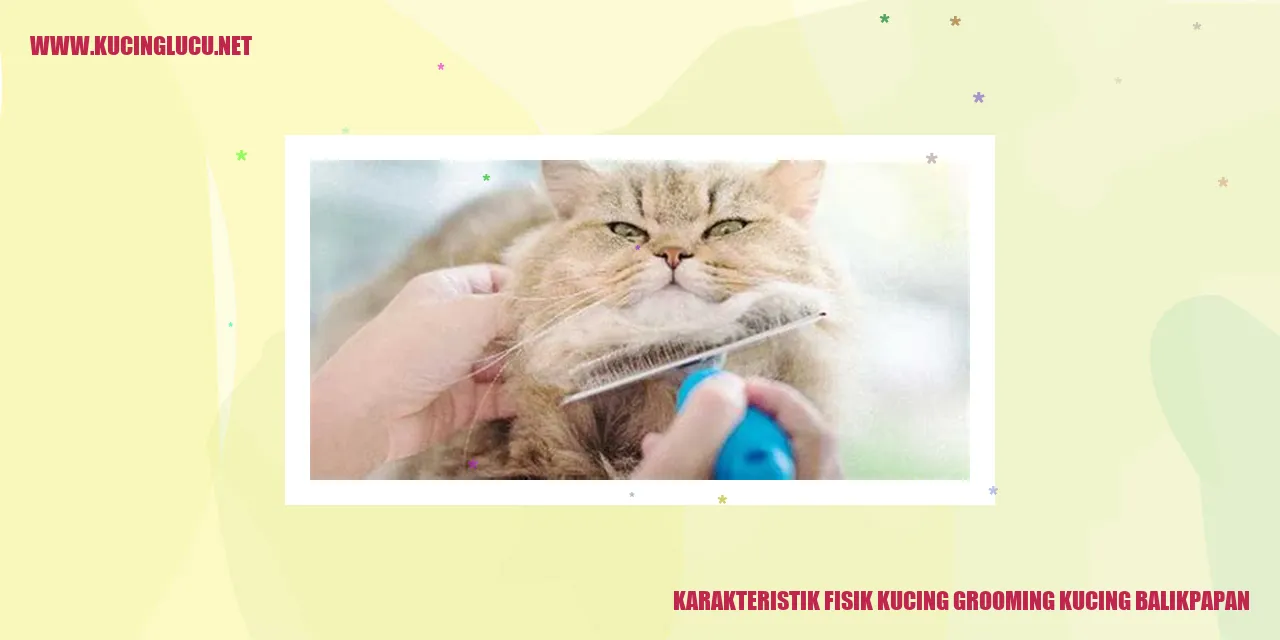 Karakteristik Fisik Kucing Grooming di Balikpapan