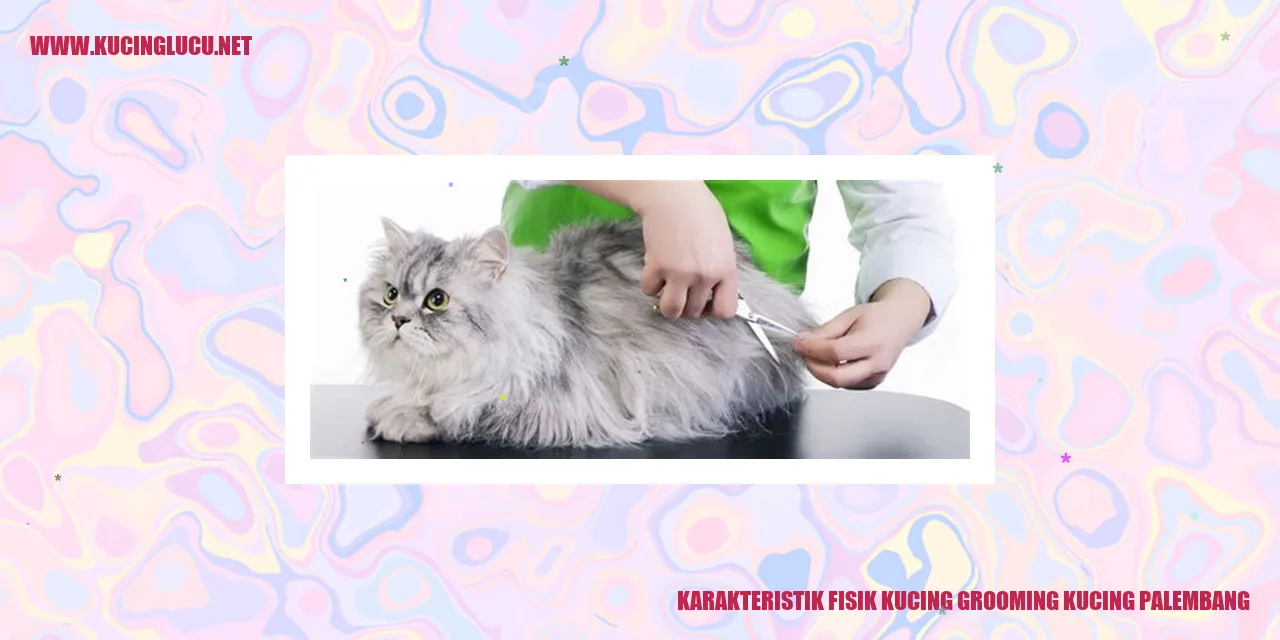 Karakteristik Fisik Kucing Grooming di Palembang