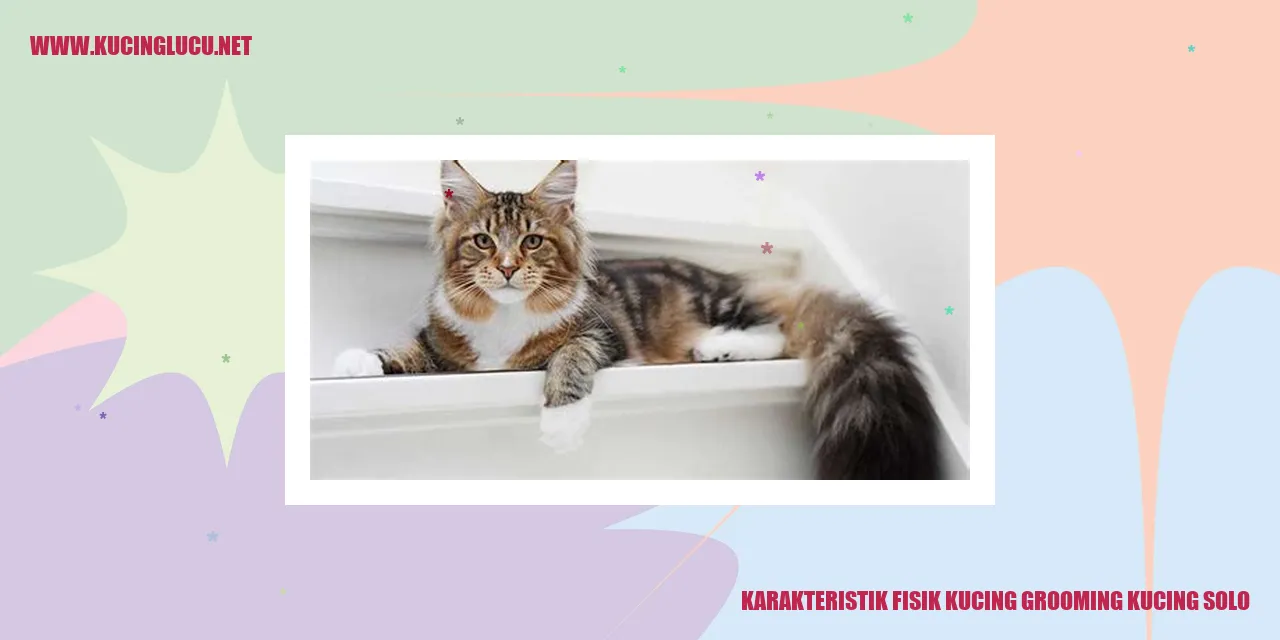 Karakteristik Fisik Kucing Grooming Kucing Solo