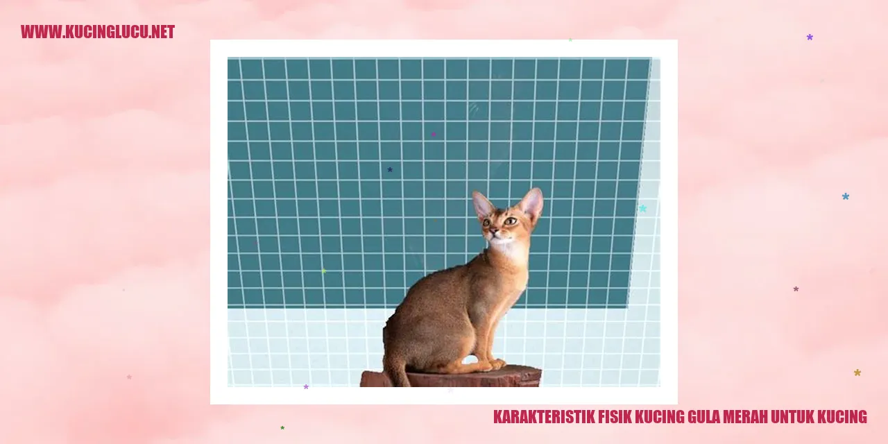 Karakteristik Fisik Kucing Gula Merah
