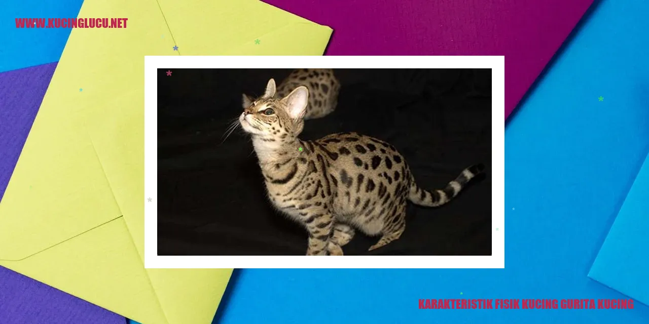 Karakteristik Fisik Kucing Gurita Kucing