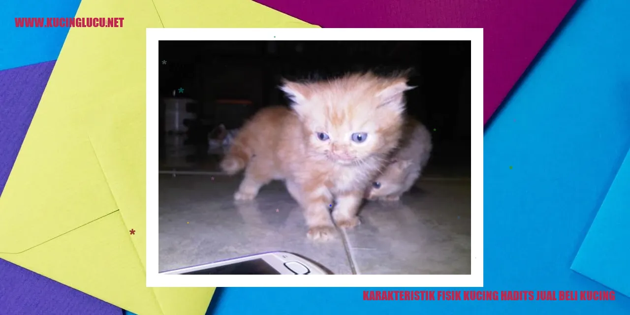 Gambar Karakteristik Fisik Kucing dalam Jual Beli Kucing