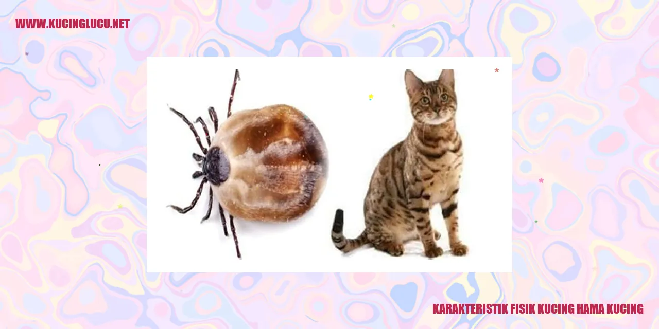 Karakteristik Fisik Kucing Hama Kucing