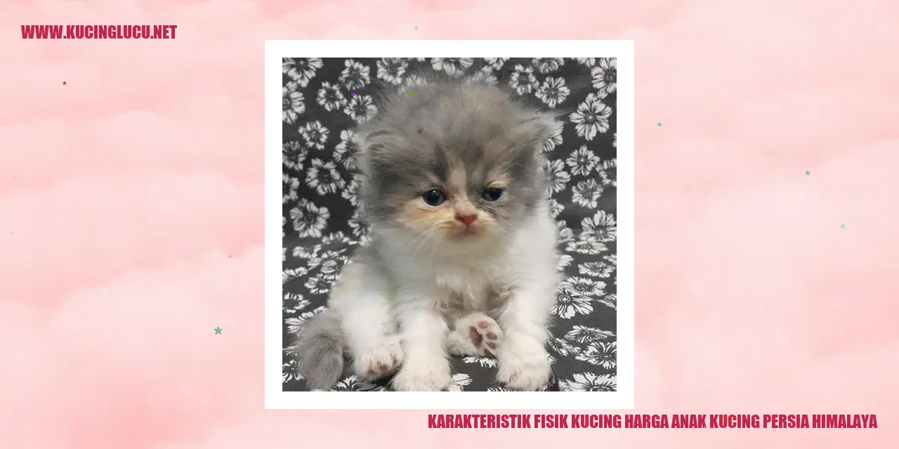 Karakteristik Fisik Kucing harga anak kucing persia himalaya