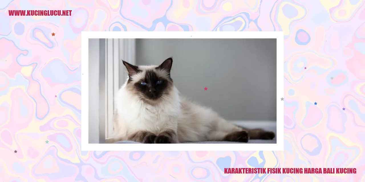 Karakteristik Fisik Kucing harga bali kucing