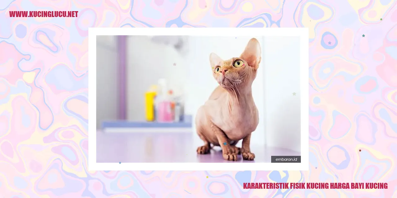 Gambar Kucing