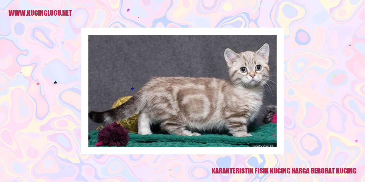 gambar kucing