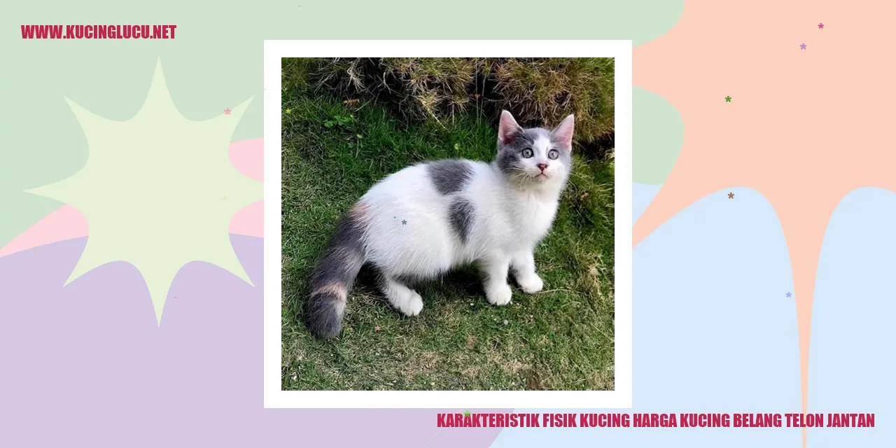 Karakteristik Fisik Kucing Belang Telon Jantan