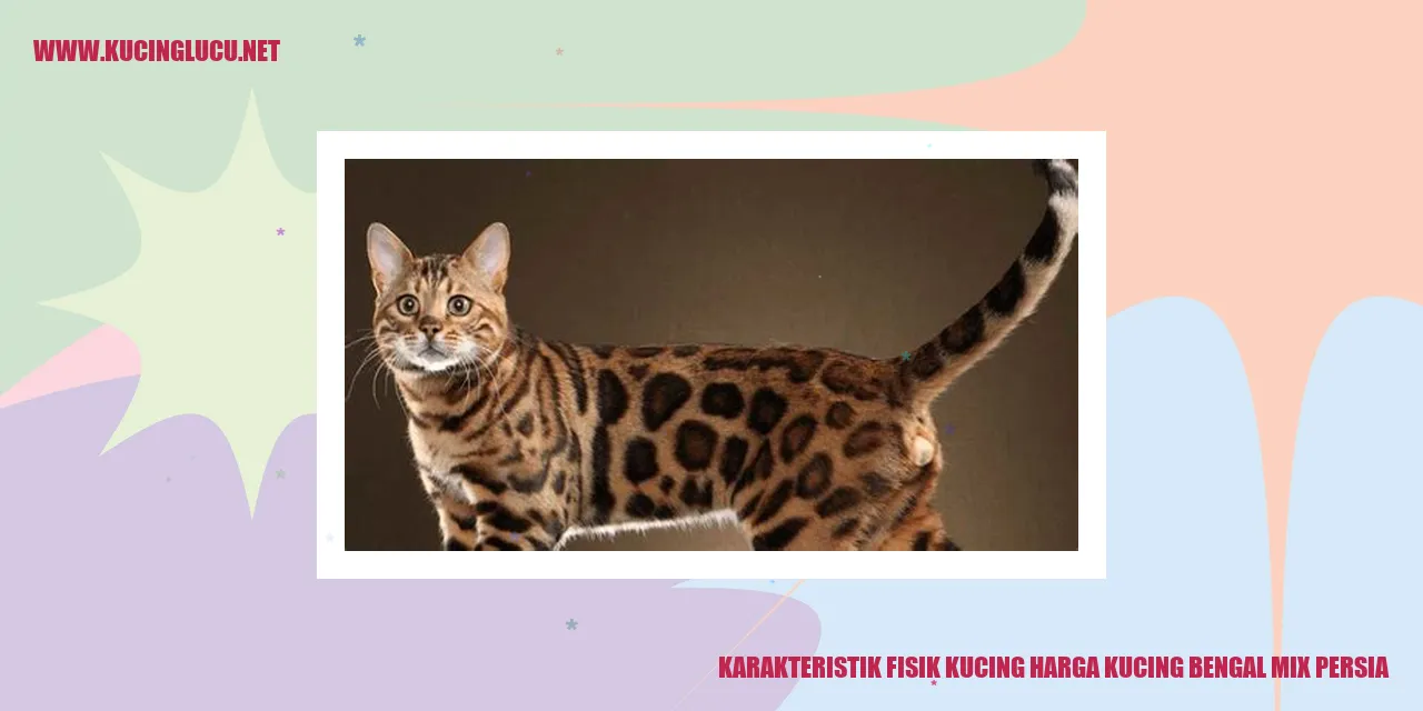 Kucing Bengal Mix Persia yang Memukau