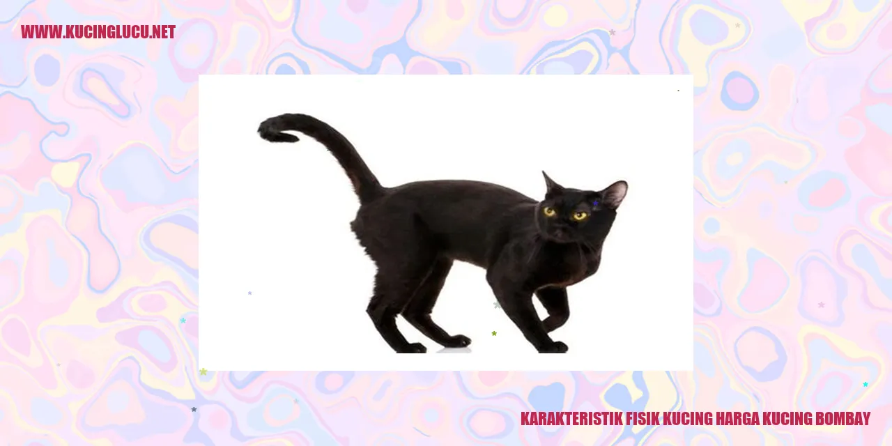 Kucing Bombay