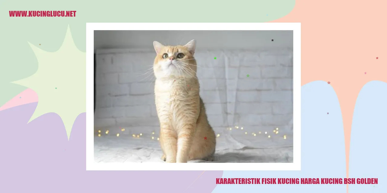 Karakteristik Fisik Kucing BSH Golden