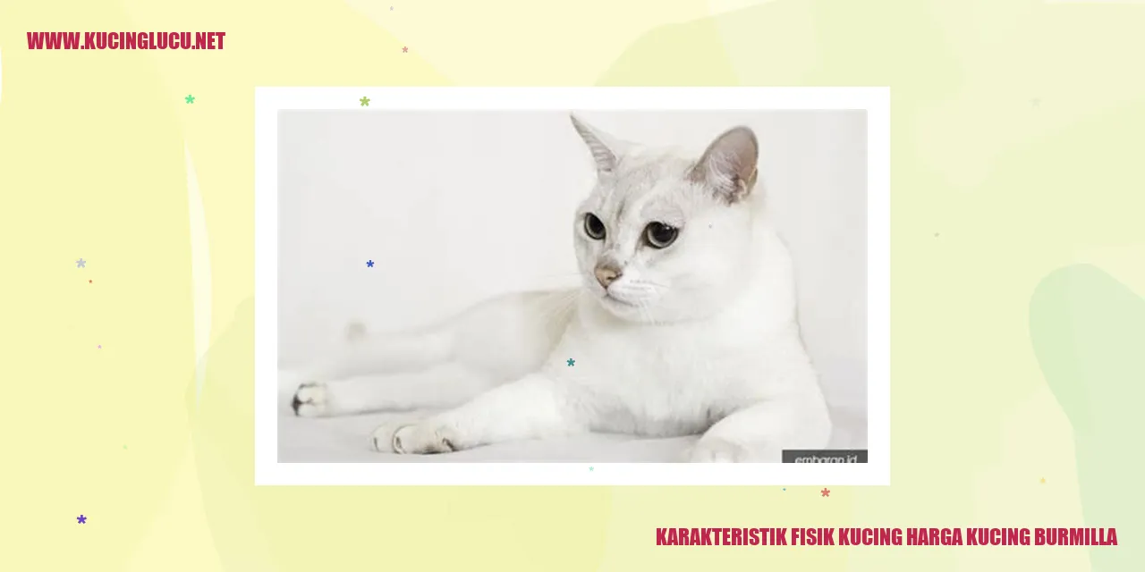 kucing burmilla