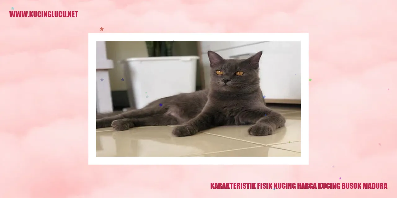 Karakteristik Fisik Kucing Harga Kucing Busok Madura