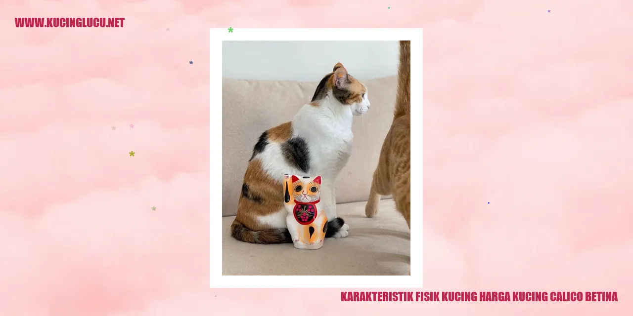 Gambar Kucing Calico Betina