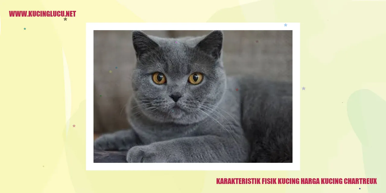 Gambar Kucing Chartreux