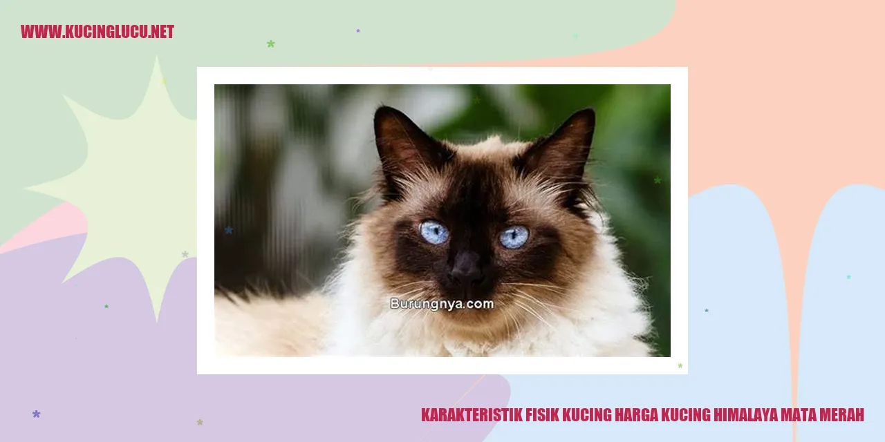 Kucing Himalaya Mata Merah
