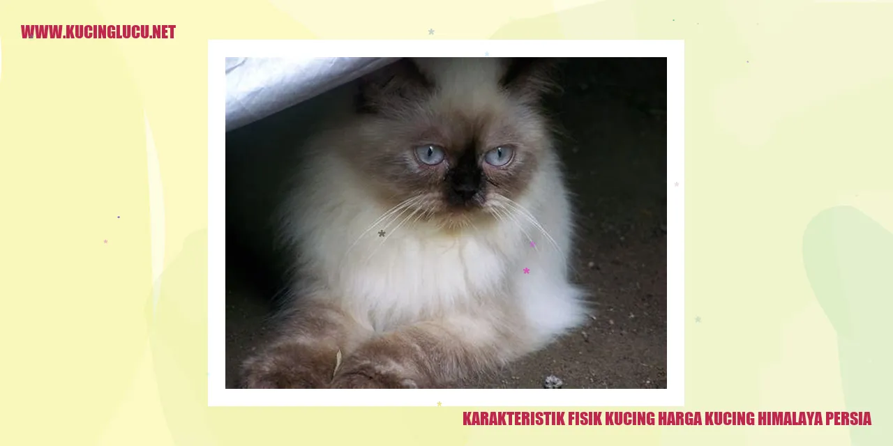 Karakteristik Fisik Kucing Himalaya Persia