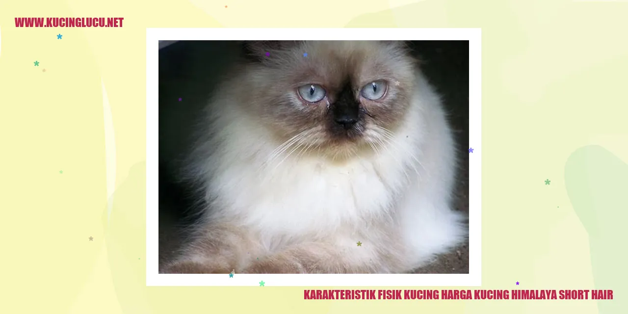 Karakteristik Fisik Kucing Himalaya Short Hair
