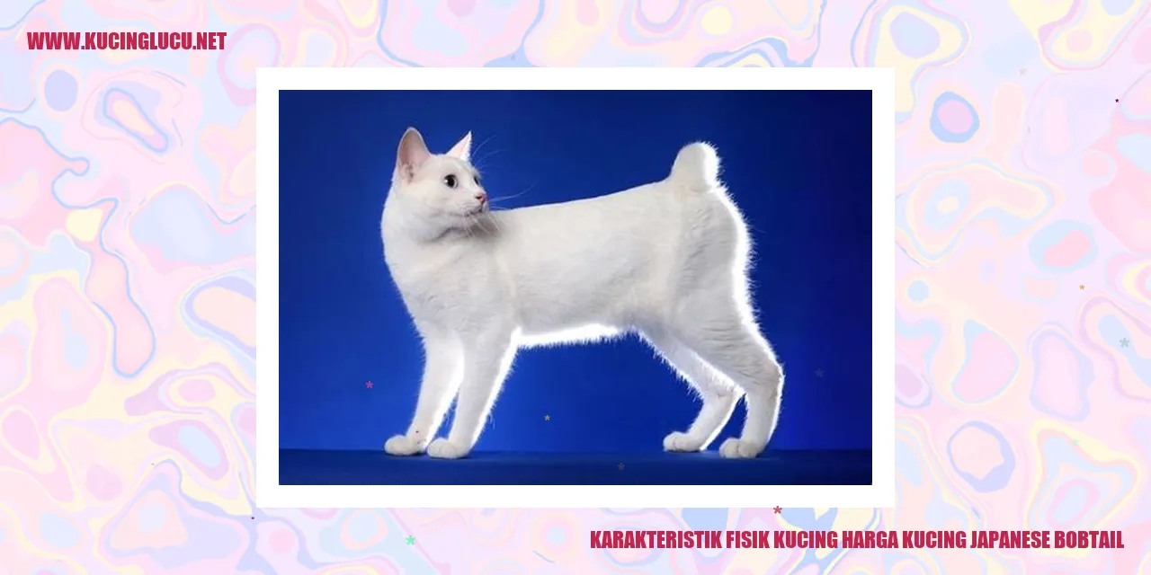 Karakteristik Fisik Kucing Japanese Bobtail