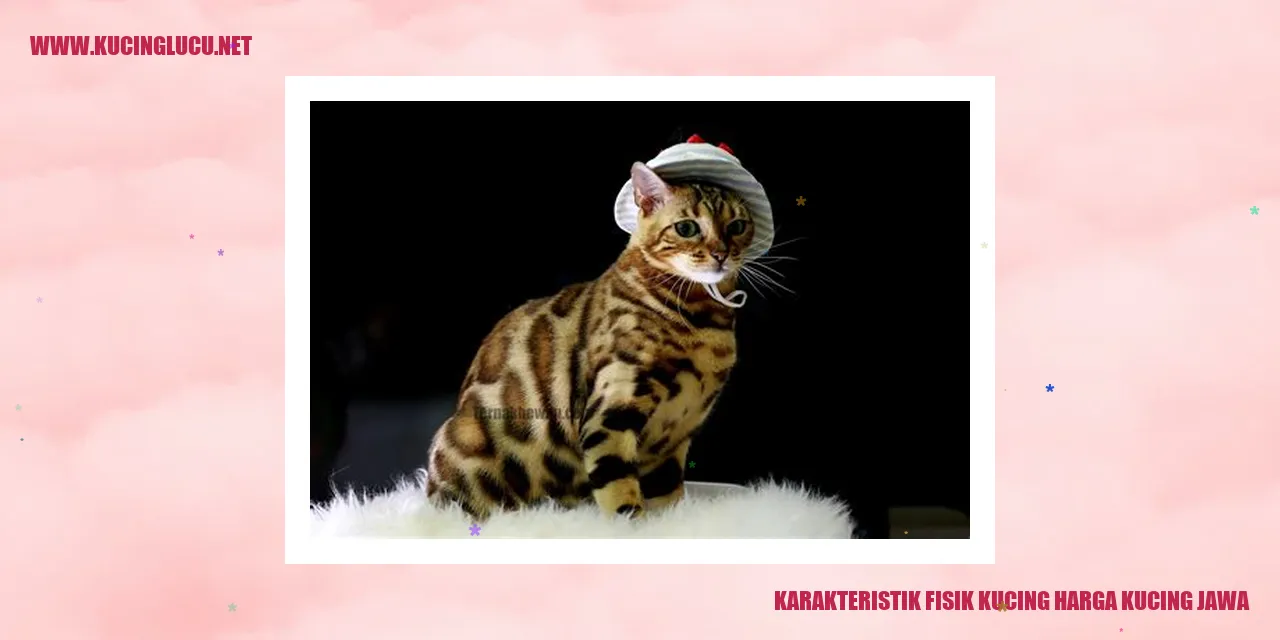 Gambar kucing Jawa yang menggemaskan