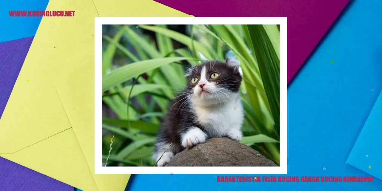 Karakteristik Fisik Kucing Kinkalow