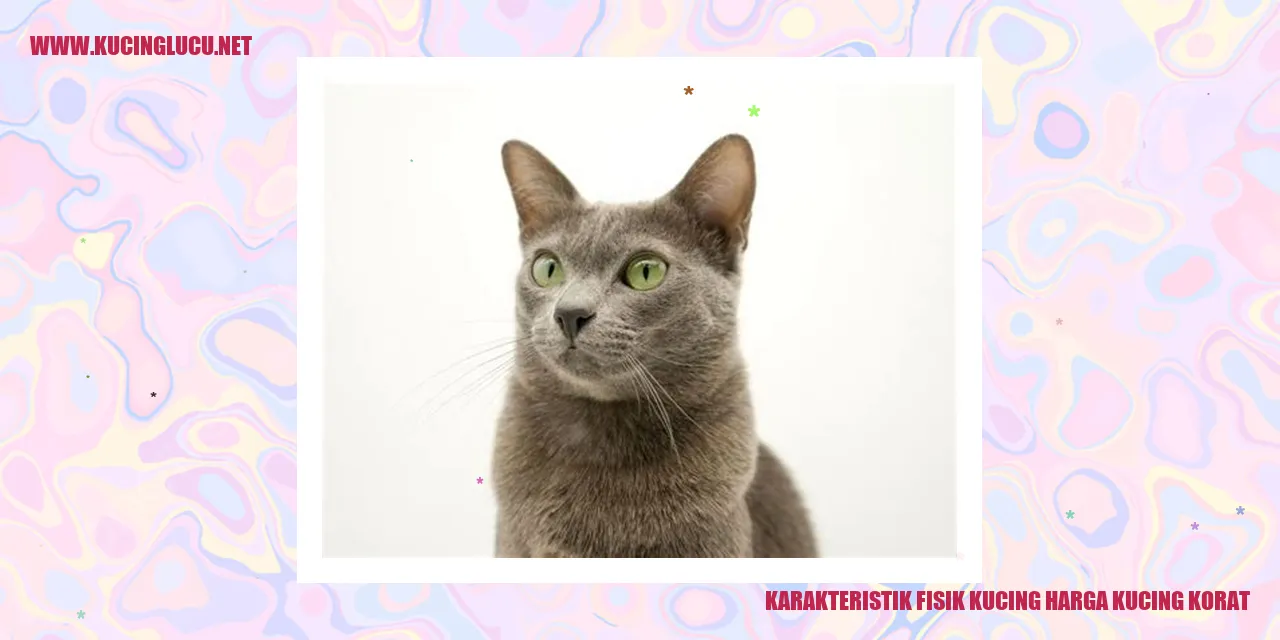Kucing Korat dengan Karakteristik Fisik yang Unik